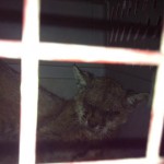 This bobcat was another victim of rodenticide - when will it stop!